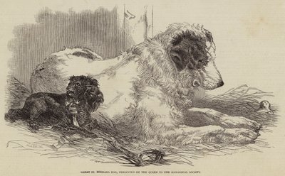 Großer Bernhardiner, der von der Königin der Zoologischen Gesellschaft geschenkt wurde von Harrison William Weir
